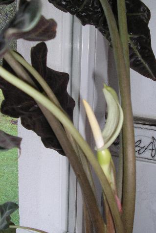 Alocasia blht, blht....  Pflanzen & Botanik  GREEN24 Pflanzen & Garten  Forum