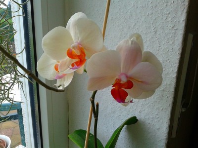 20120811_131252.jpg