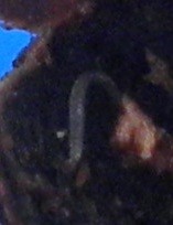 wurm 2.jpg