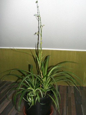 3 junge Grünlilien.jpg