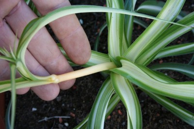 junge Grünlilie Kindel.jpg