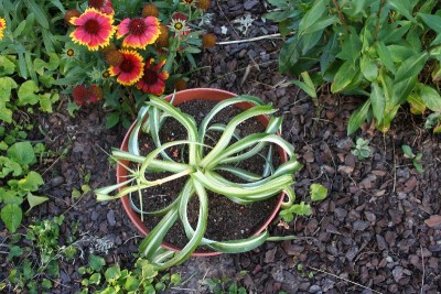 junge Grünlilie.jpg