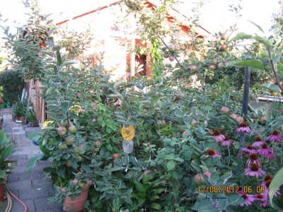 Garten 2012_2527.jpg