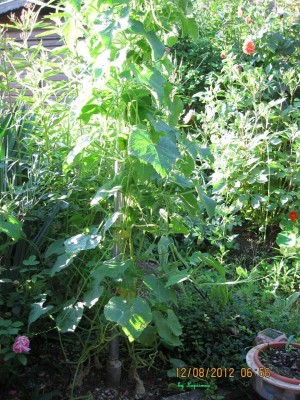 Kedrostis  leloja.JPG