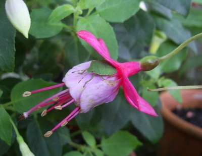 PIC_0007 (640x494).jpg