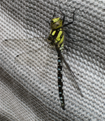 Libelle vom 11.08.2012 (1).png