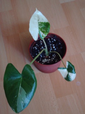 Alocasia macrorrhiza variegata 002_1.jpg