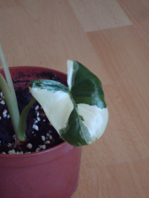 Alocasia macrorrhiza variegata 001_1.jpg