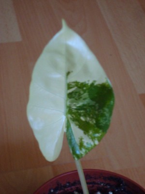 Alocasia macrorrhiza variegata 003_1.jpg