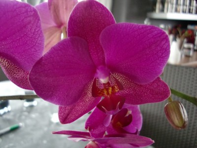 Phalaenpsis Hybride #2-45.jpg