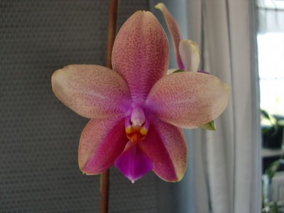 Phalaenopsis Liodoro #1-16.jpg
