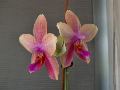 Phalaenopsis Liodoro #1-15.jpg