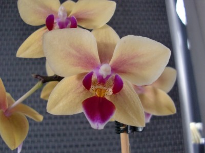 Phalaenopsis Hybride #5-9.jpg