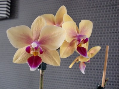 Phalaenopsis Hybride #5-8.jpg