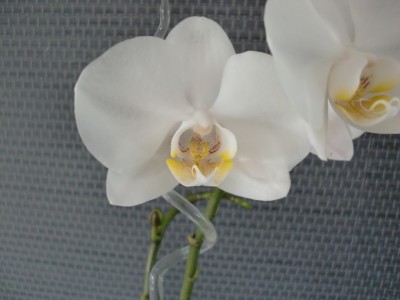 Phalaenopsis Hybride #4-8.jpg