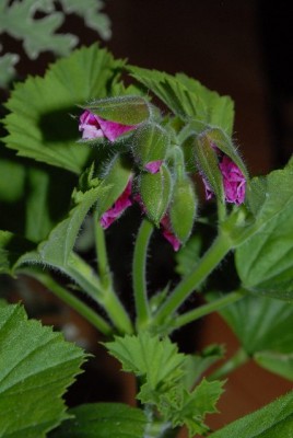 Pelargonium 012yy.jpg