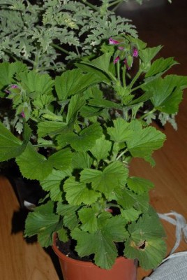 Pelargonium 011yy.jpg