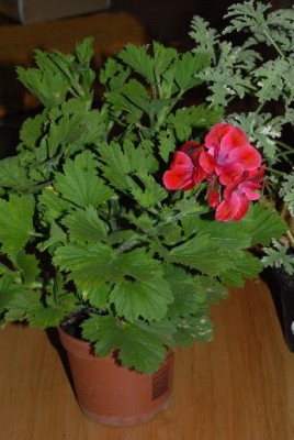 Pelargonium 010yy.jpg