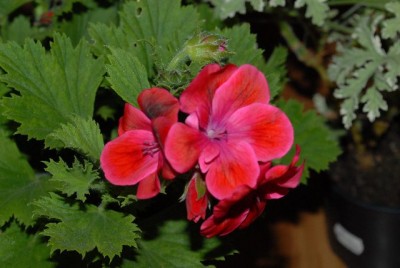 Pelargonium 009yy.jpg