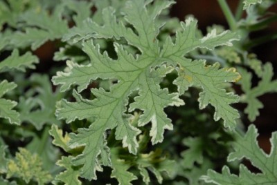 Pelargonium 008yy.jpg