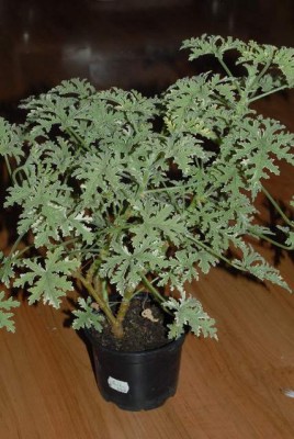 Pelargonium 007yy.jpg