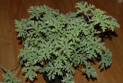 Pelargonium 006yy.jpg