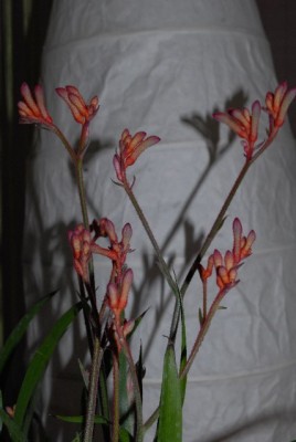 Pelargonium 004yy.jpg