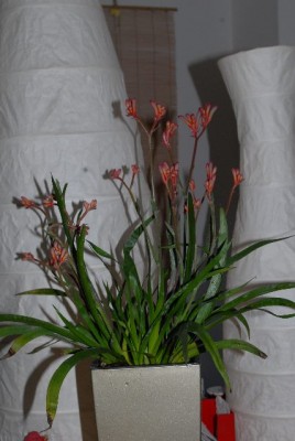 Pelargonium 003yy.jpg