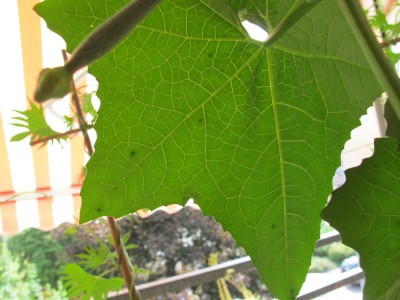 Luffa2.jpg