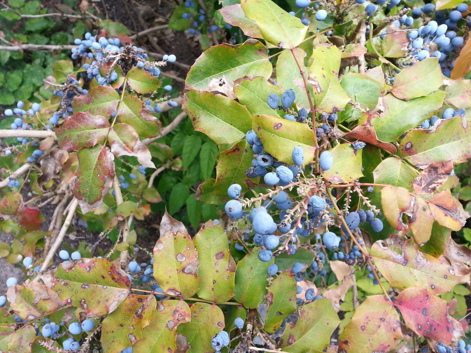 Blaue Beeren am Strauch, aber keine Blaubeeren-&gt; Mahonia ·  Pflanzenbestimmung & Pflanzensuche · GREEN24 Pflanzen & Garten Forum