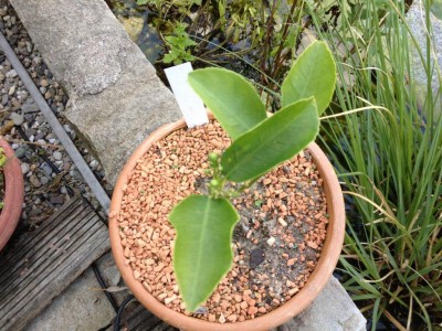 holland 2012 und andere 153.jpg