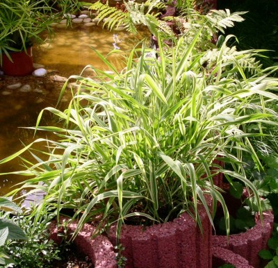 Gras04.JPG