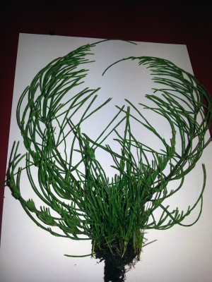 20120813_094156.jpg