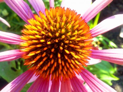 Echinacea2.jpg