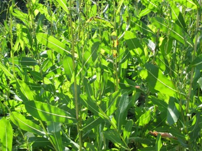 Lactuca serriola f. integrifolia (2).JPG