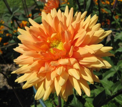 GreenSchmuckDahlie Amis Fleur_6562.jpg