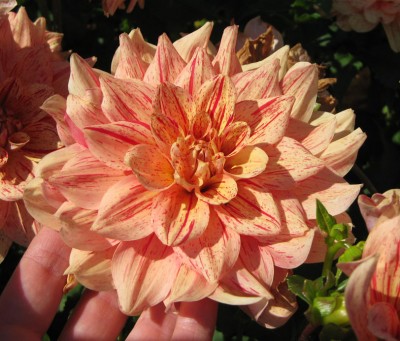 GreenSchmuckDahlie Nonette_6559.jpg