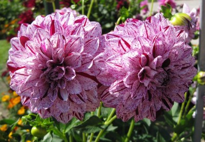 GreenSchmuckDahlie Hulins Carnaval_6565.jpg