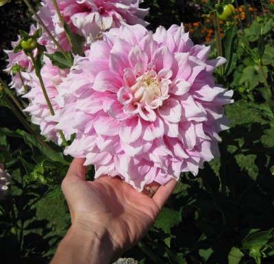 GreenSchmuckDahlie Gitts Perfection_6576.jpg