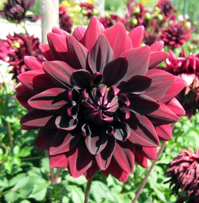 GreenSchmuck SeerosenDahlie Sam Hopkins_6567.jpg