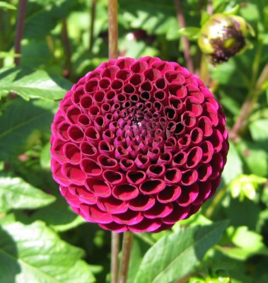 GreenPomponDahlie Tisa_6569.jpg