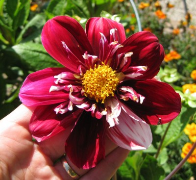 GreenHalskrausenDahlie Stefanie Hertel_6571.jpg