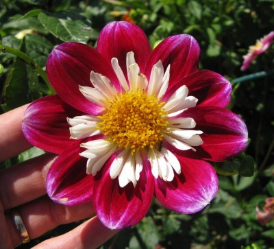 GreenHalskrausenDahlie Olivia_6585.jpg