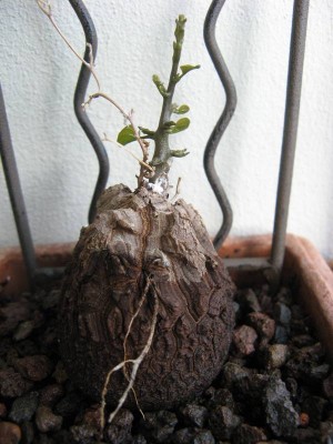 Dioscorea elephantipes 02.JPG
