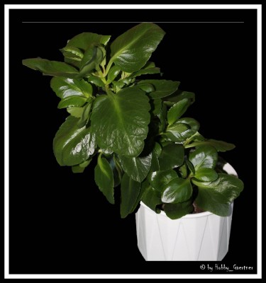 Kalanchoe.jpg