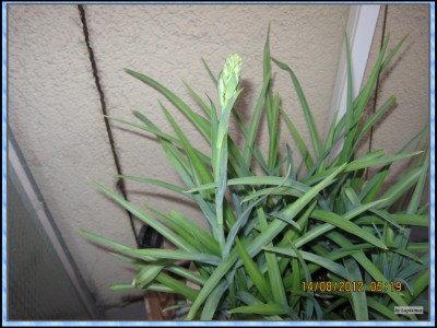Polianthes tuberosa.jpg