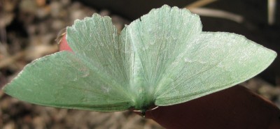 Grüner Geist_6542.jpg