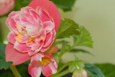 Begonia 105yy.jpg