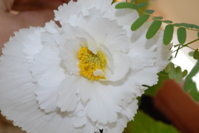 Begonia 106yy.jpg