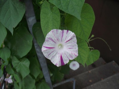 Ipomoea.JPG